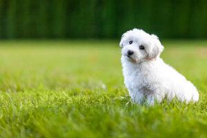 Bichon Frise Dog