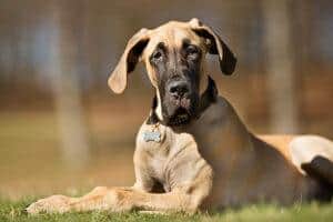 Great Dane Dog