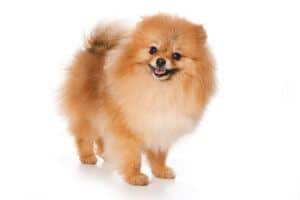 Pomeranian Dog