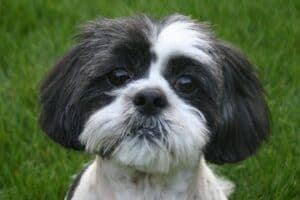 ShihTzu Dog