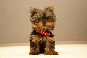 Yorkie