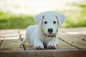 Labrador Retreiver Pup