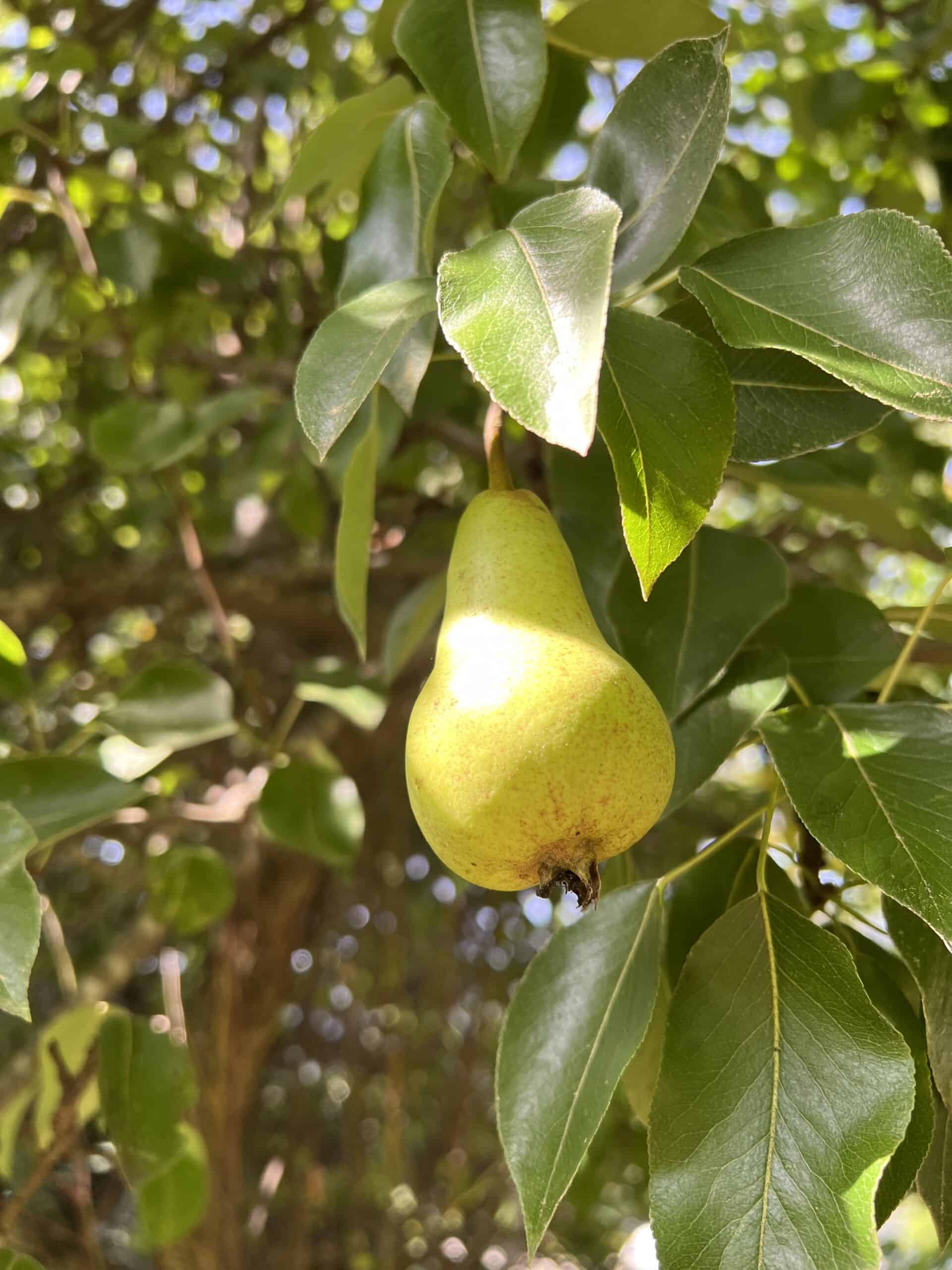 Jan's pears